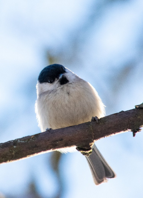 Budapest III.ker - Óbuda