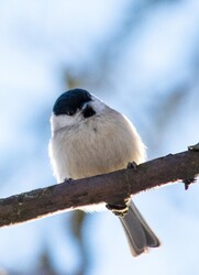 Budapest III.ker - Óbuda
