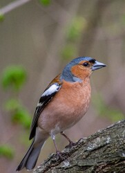 Budapest III.ker - Óbuda