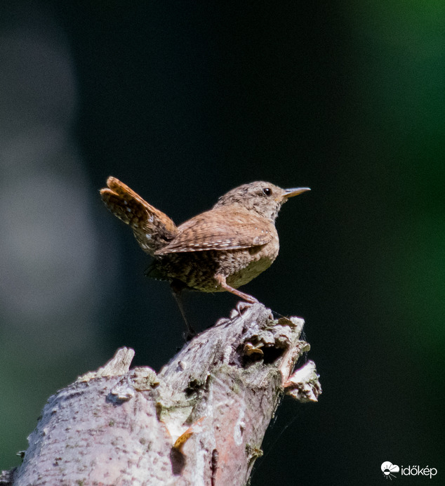 Budapest IV.ker - Újpest