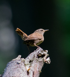 Budapest IV.ker - Újpest