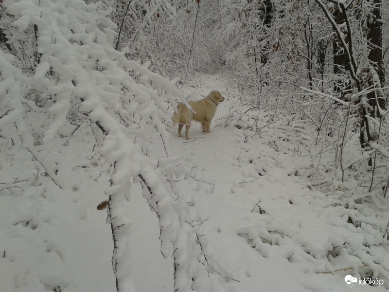 Téli kép kutyával