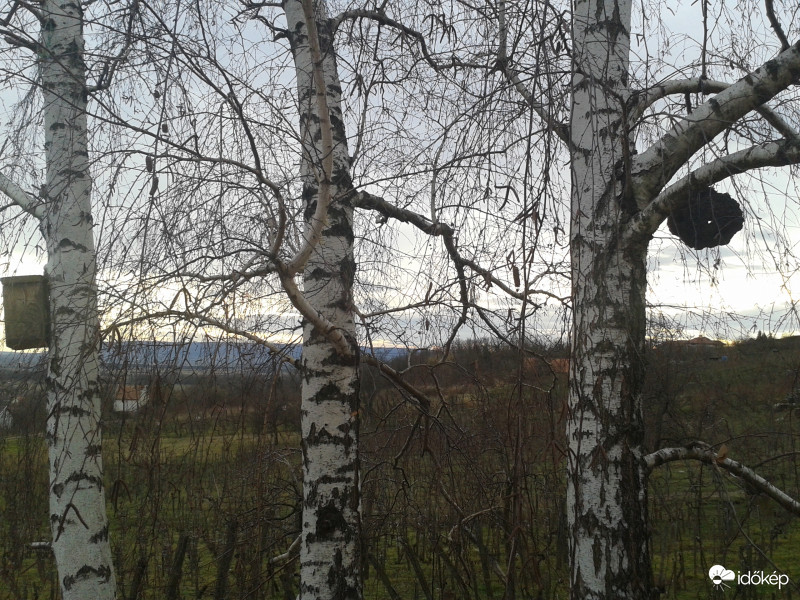 Nyírfák alatt...