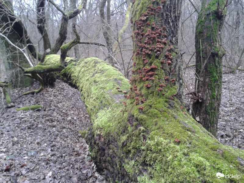 Egy kocsányos tölgy végnapjai
