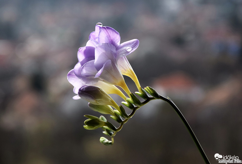 Frézia.