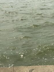 Gárdony