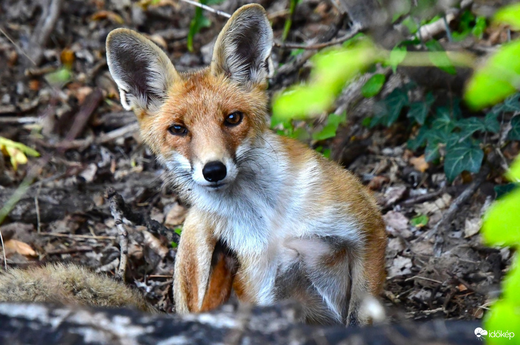 Szép hetet Mindenkinek! :) 