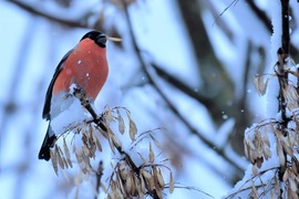 Süvöltő hószállingózásban 