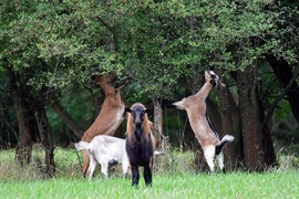 Szedjétek, én őrködöm... :D 