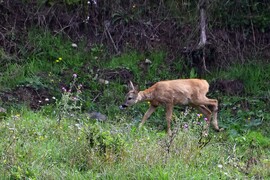 Gida az erdőszélen 