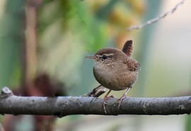 Magában merengő kis ökörszem 