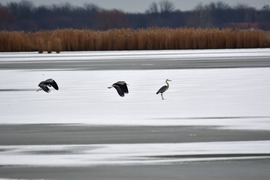Szürkék a jégen...