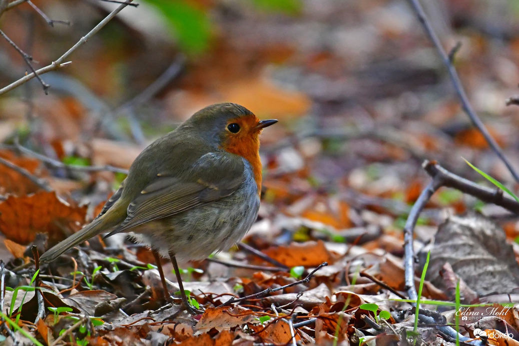Bokor alján didergő begyike 