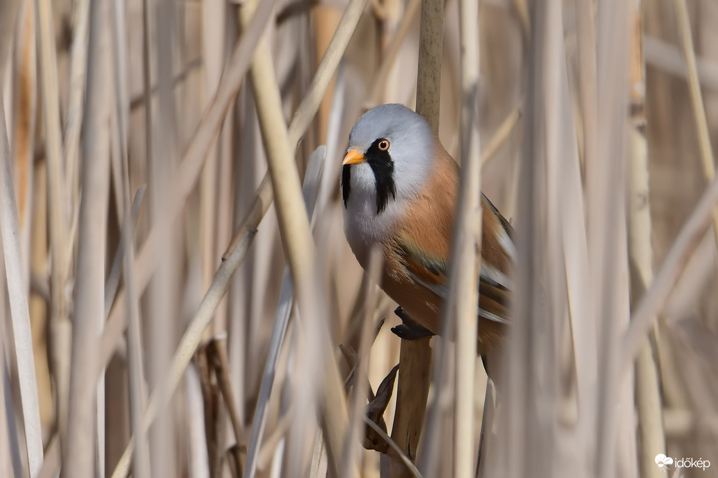 Barkóscinege a nádasban 