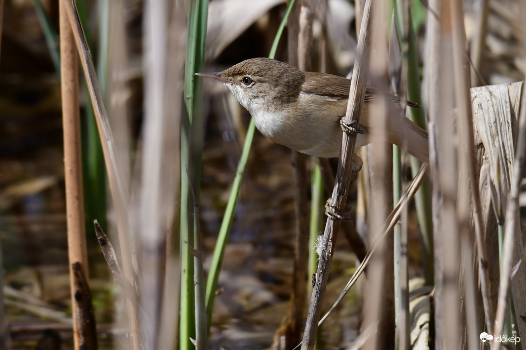 Cserregő nádiposzáta 