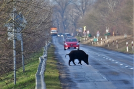 Vaddisznó az autópályán 