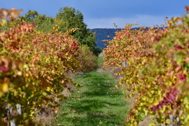 Ősz a szőlősben