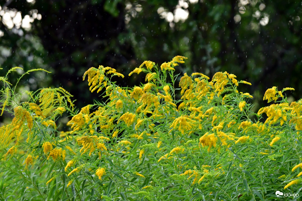 Frissítő zápor...