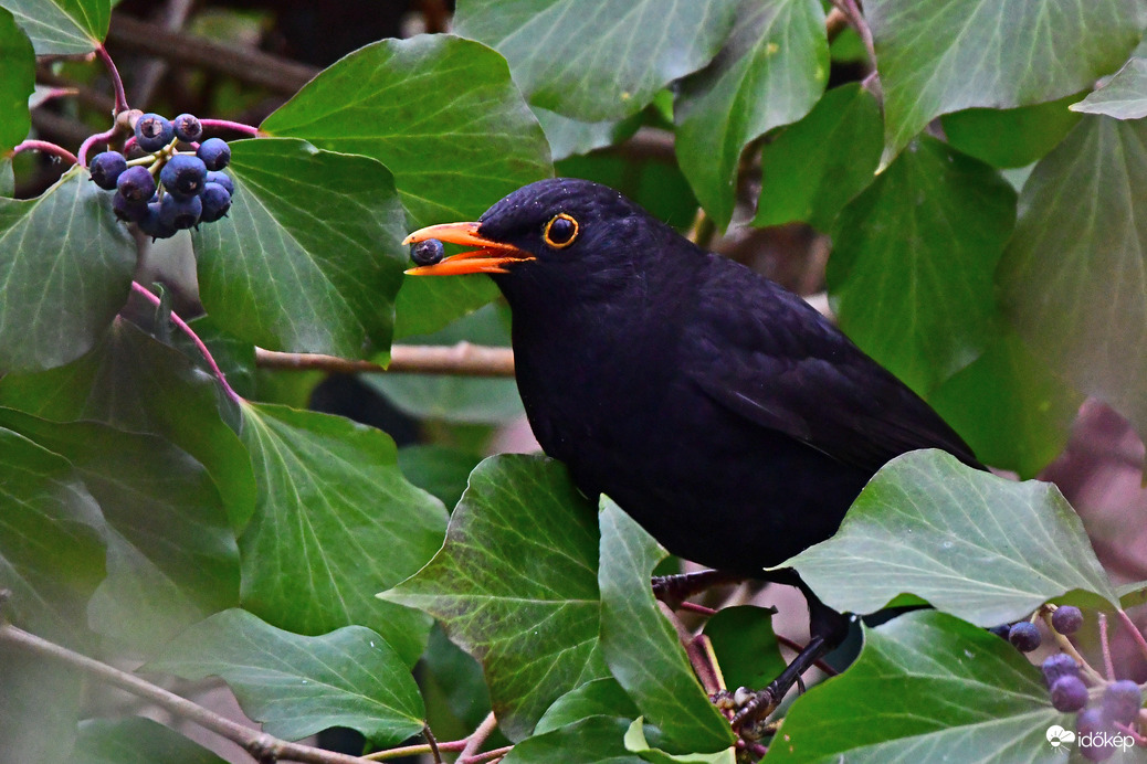 Borostyánon bogyózó feketerigó 