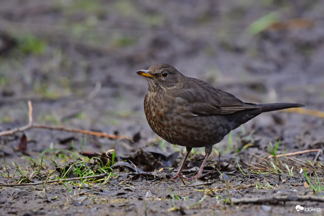 Eső után...- Feketerigó tojó 