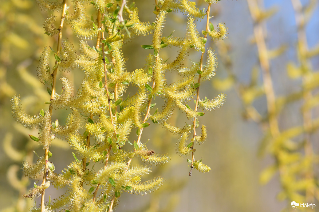 Fűzfa virágzás