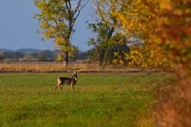 Őszi délután a mezőn