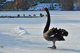 Tavaszért kiáltó... 