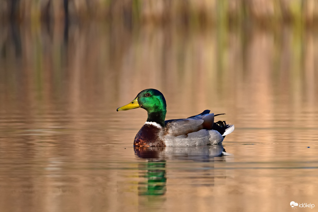 Tőkés réce egy városi tavon 
