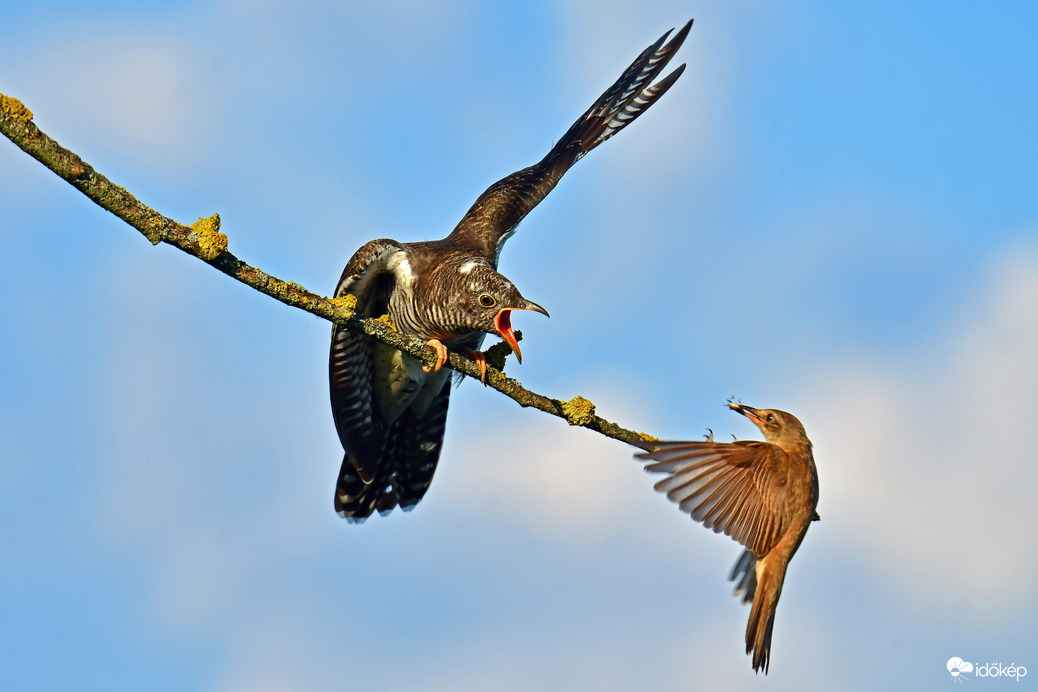 Nádirigó eteti a nagyra nőtt kakukkfiókáját 