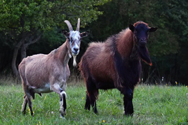 Ki a legény a háznál? :D