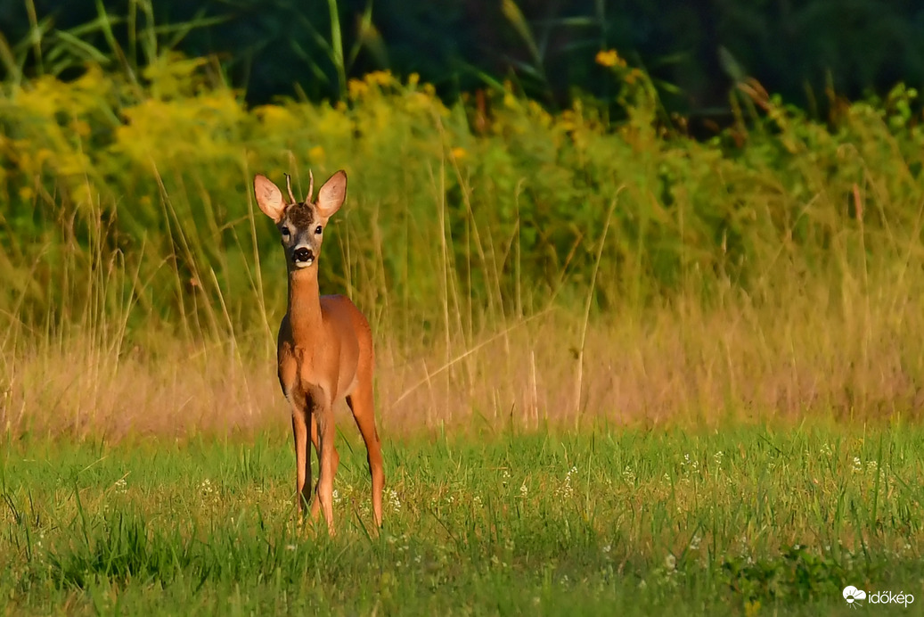 Kis kíváncsi...fiatal őzbak