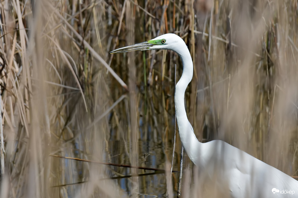 Nagy kócsag portré 