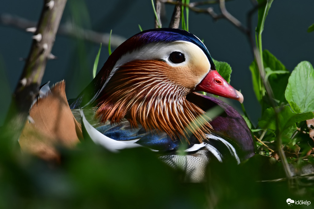 Mandarinréce a parton napozik 