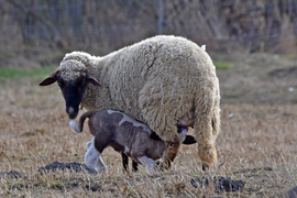 Születnek a kisbárányok... :)