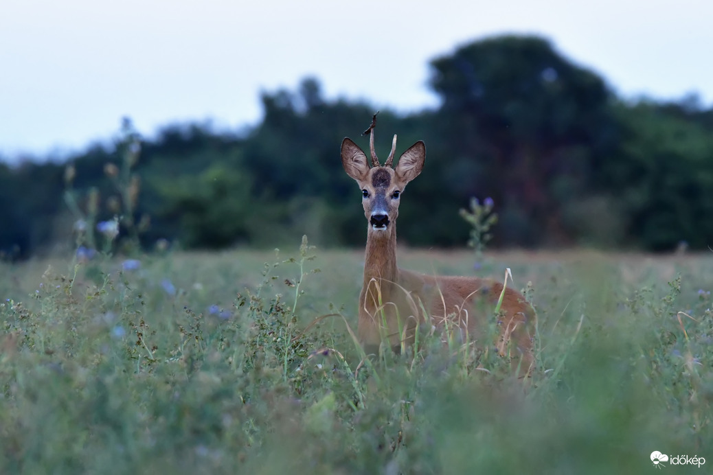Őzbak agancs "dísszel" 