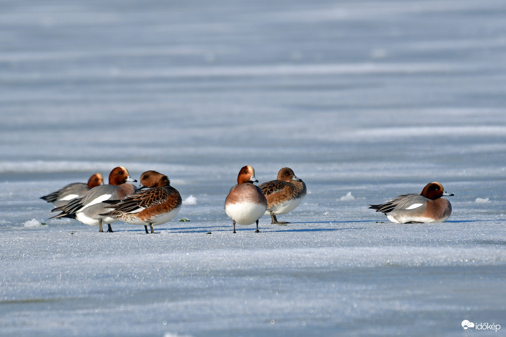 Récék gyülekezője a befagyott Velencei-tavon