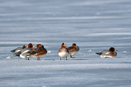Récék gyülekezője a befagyott Velencei-tavon
