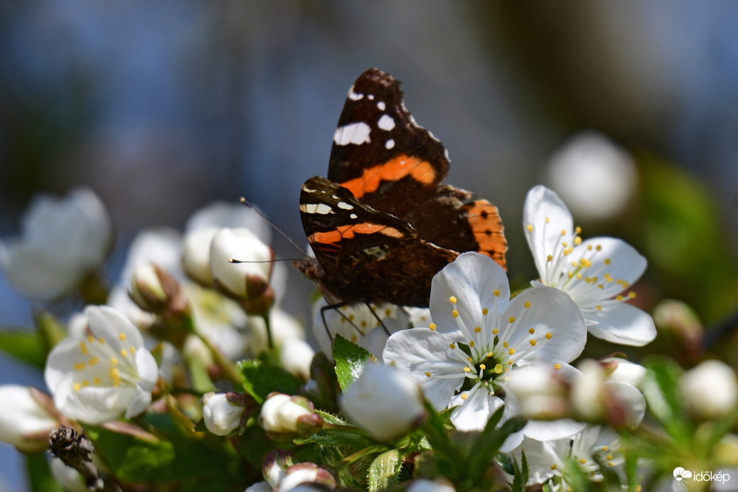 Beporzó Atalantalepke 