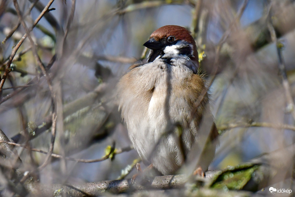 „Kikelet-figyelő”