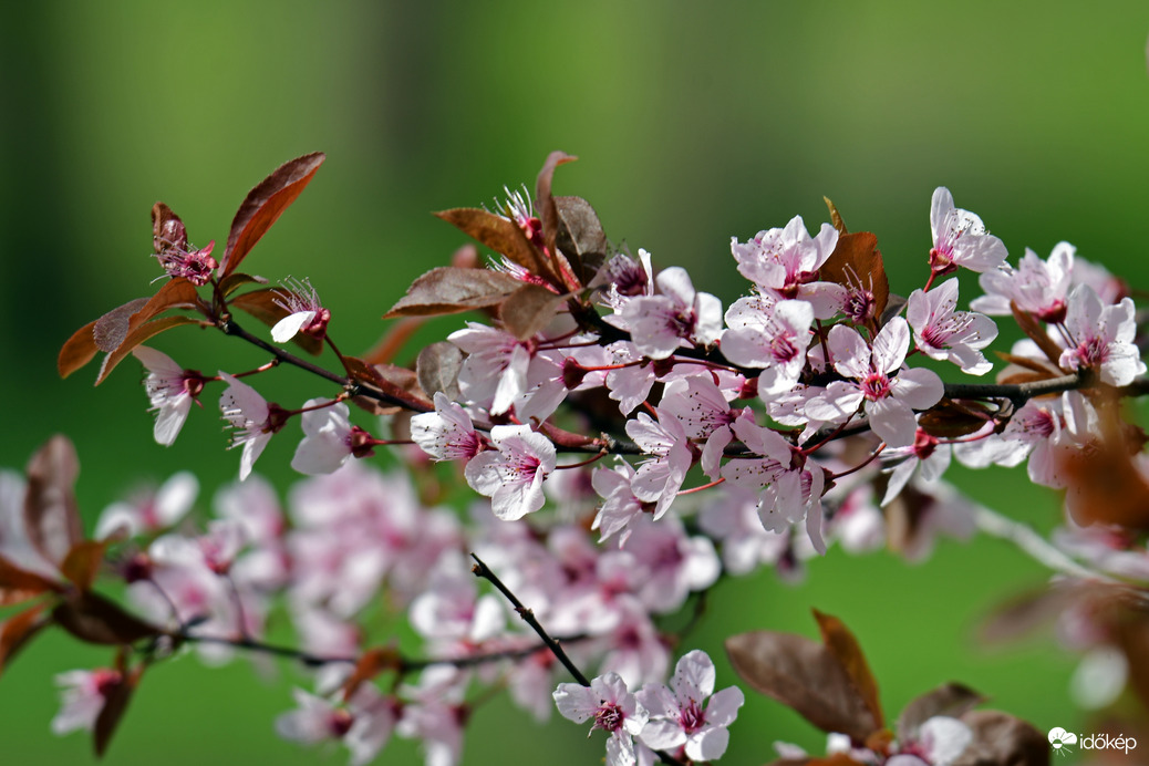 Virágzó vérszilva 