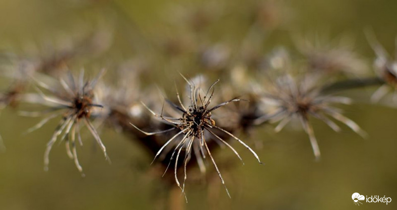 macro