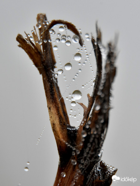 Harmatcseppek