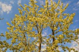 Sárga cseresznyefa virágzása