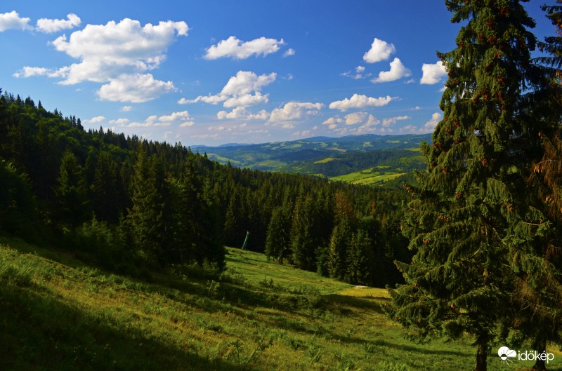 Hangulatos erdőnél