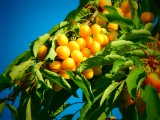 Aranyszínű cseresznye
