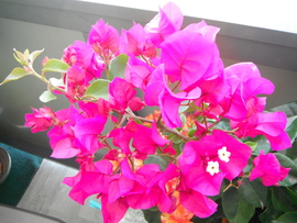 Erkélyen - Murvafürt (Bougainvillea)