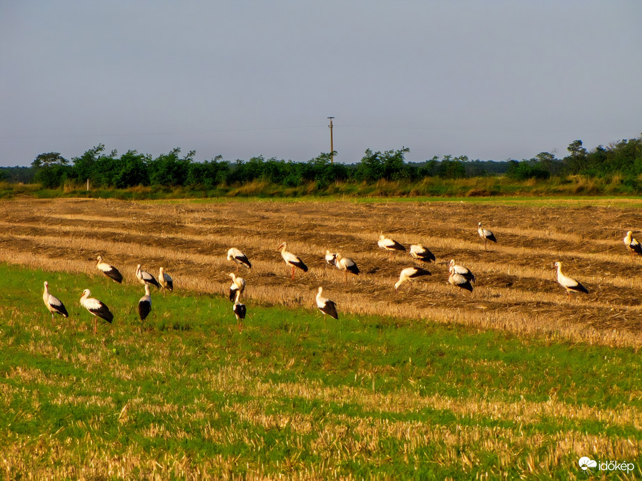 Észlelési fényképek