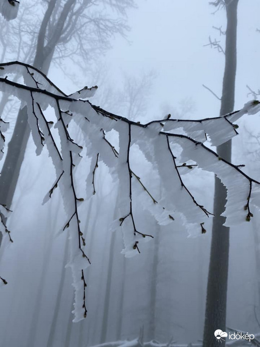 Vastag dér borítja a fákat