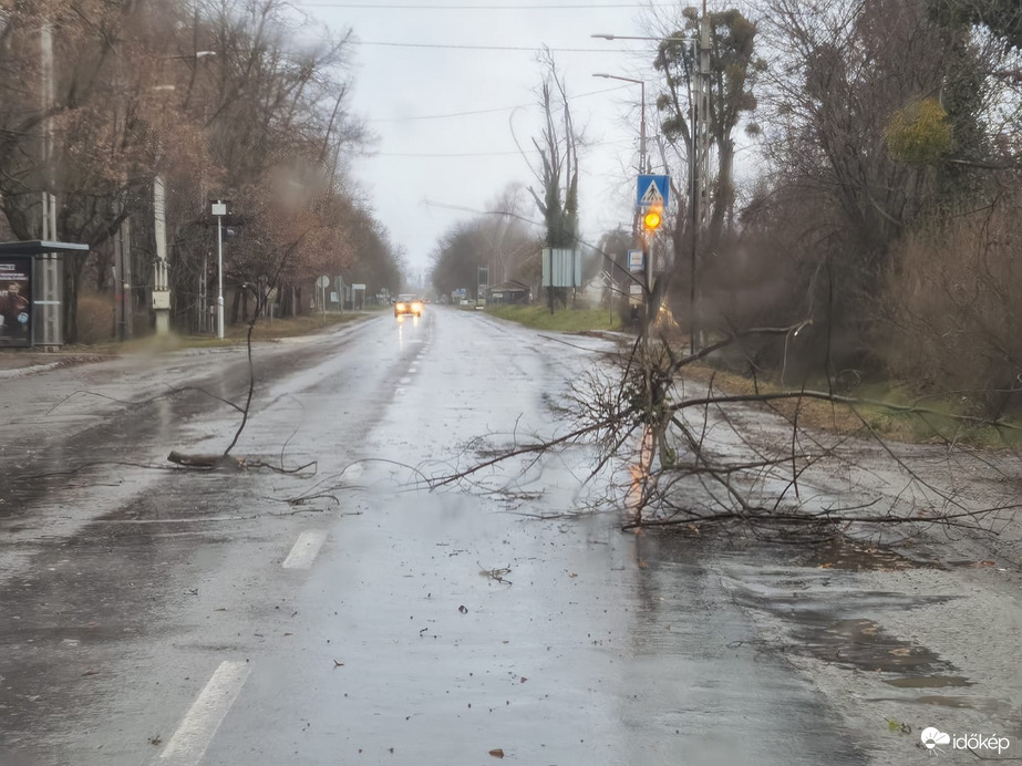 Letört faág Kaposváron
