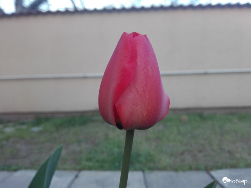 Tegnapi folyamat